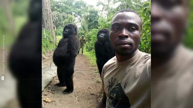 Galileo Video Wie Bei Menschen Gorillas Posieren Fur Selfie Prosieben