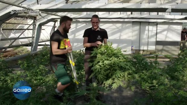 Galileo Video Cannabisbluten Ernten Ist Das Legal Prosieben