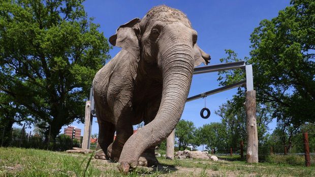 Nach Verlust der Freundin bleibt Deutschlands ältester Elefant nun allein