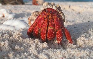 krabbe-sand