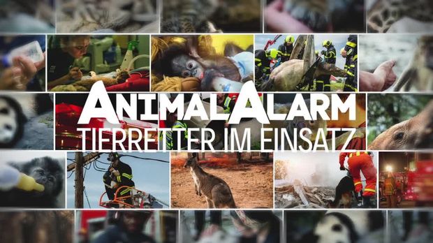 Galileo - Galileo - Sonntag: Galileo Plus: Animal Alarm - Tierretter Im Einsatz