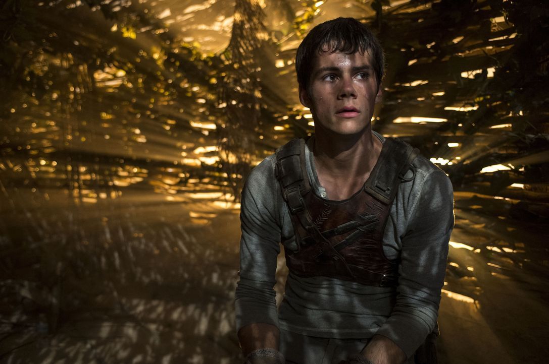 Thomas (Dylan O'Brien) erwacht auf einer Lichtung, auf der ihn eine Gruppe von Jungs empfängt. Wie er können sie sich alle nicht daran erinnern, wer... - Bildquelle: 2014 Twentieth Century Fox Film Corporation.  All rights reserved.