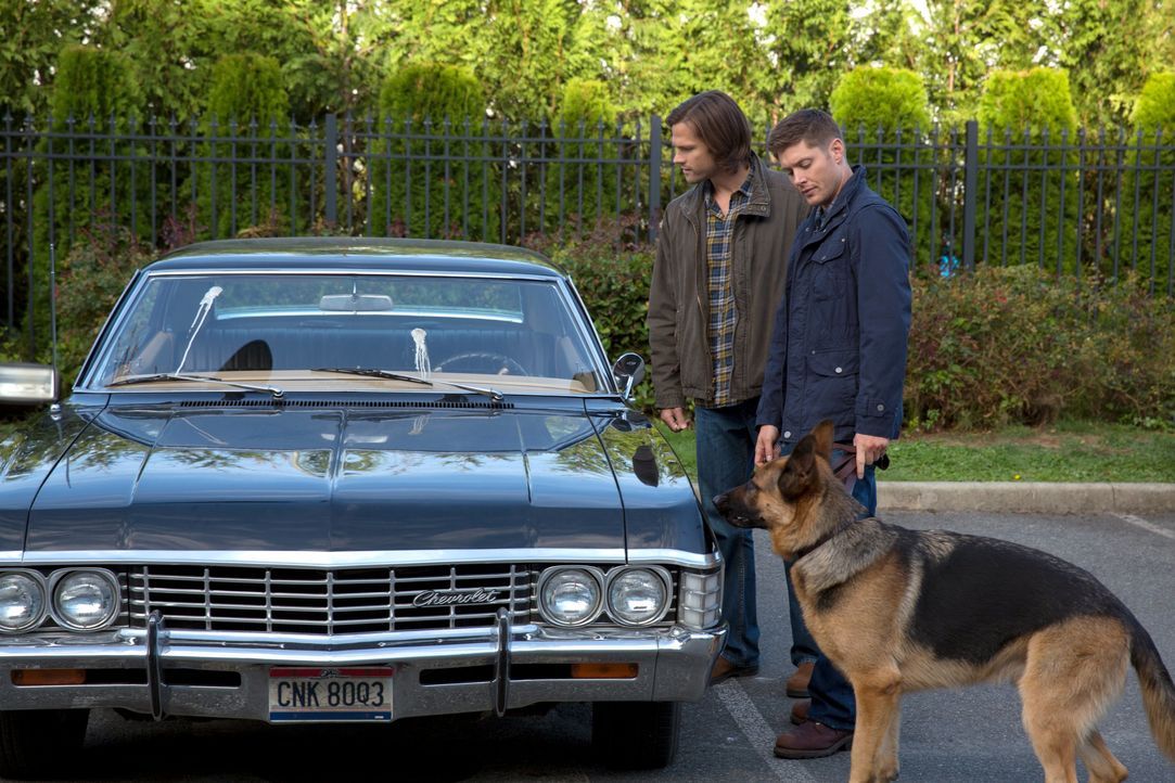 Wird es Sam (Jared Padalecki, l.) und Dean (Jensen Ackles, r.) gelingen, mit einem Hund zu kommunizieren? - Bildquelle: 2013 Warner Brothers