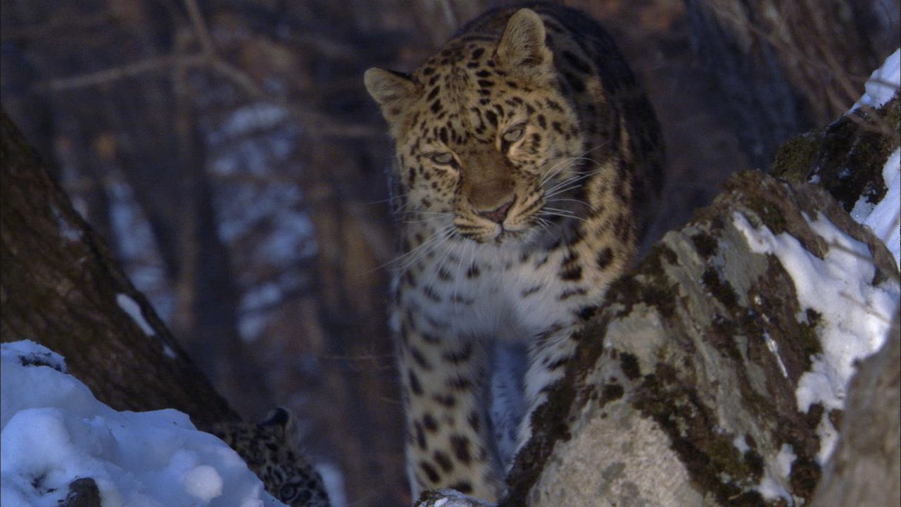 Der Amurleopard zählt zu den am meisten bedrohten Katzen-Unterarten, der Gesamtbestand in freier Wildbahn umfasst weniger als 40 Tiere. - Bildquelle: Earth   BBC Worldwide Ltd 2007