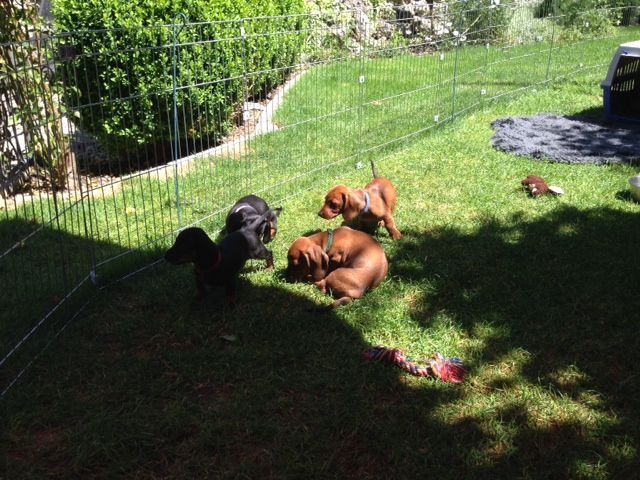 HundliegenimSchatten