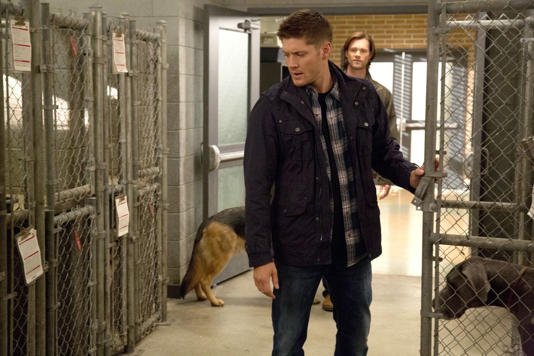 Ist es wirklich eine gute Idee, dass Deans (Jensen Ackles) Geist mit dem eines Hundes verschmelzt? - Bildquelle: 2013 Warner Brothers