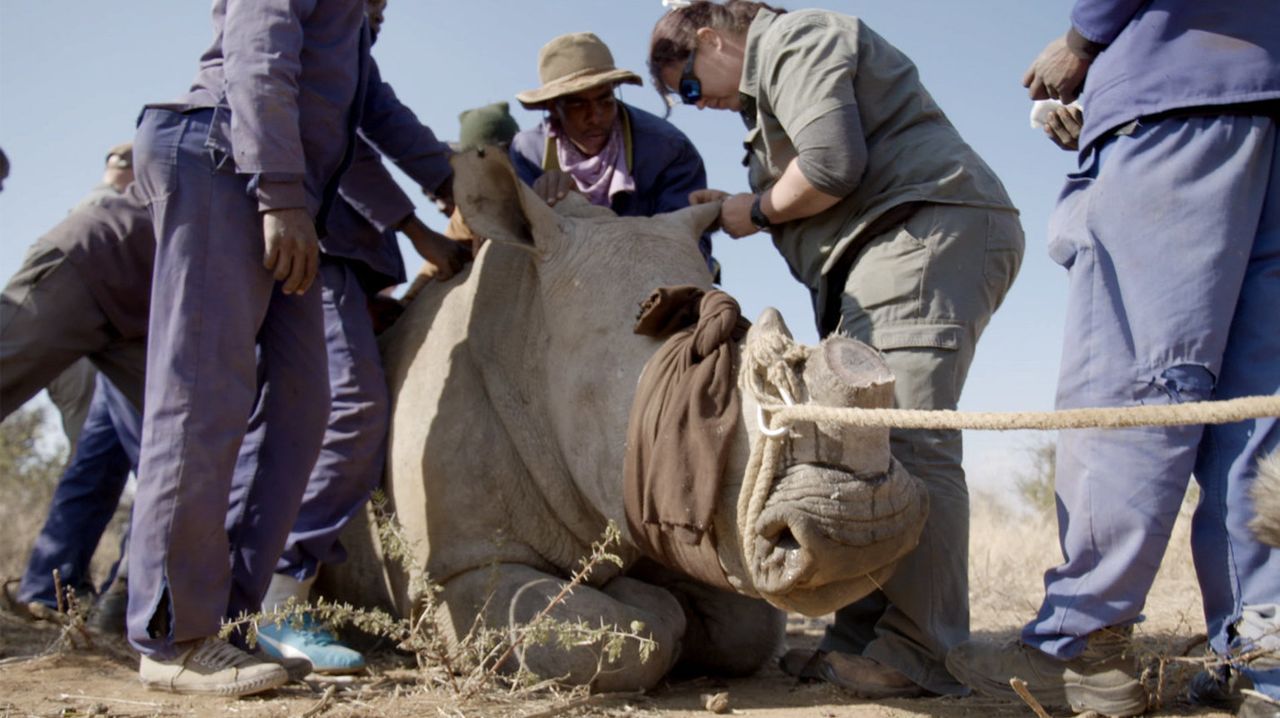 Thilo Mischke reist nach Südafrika und Indonesien, um sich das Geschäft mit einigen der bedrohten Tierarten selbst anzuschauen. Wer profitiert? Wer... - Bildquelle: ProSieben