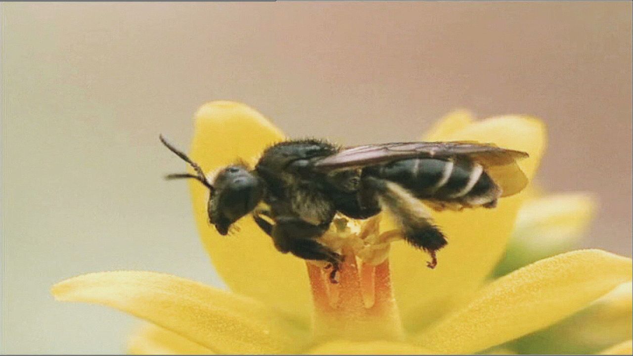 Superman war gestern! Moderne Superhelden sind klein und haben Flügel: Bienen liefern uns nicht nur das goldgelbe Elixier "Honig" ... - Bildquelle: ProSieben