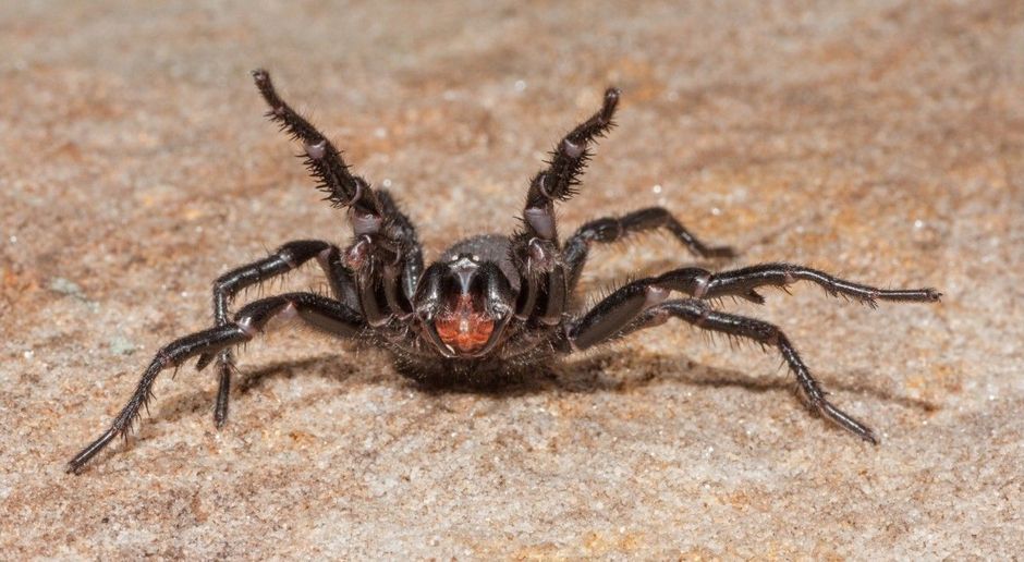 Sydney Trichternetzspinne Giftigste Spinne Der Welt / Sydney Trichternetzspinne Wohnt In Sydney Und Kann Toten Dlf Nova / Einige menschen haben auch furchtbare angst vor den achtbeinern.