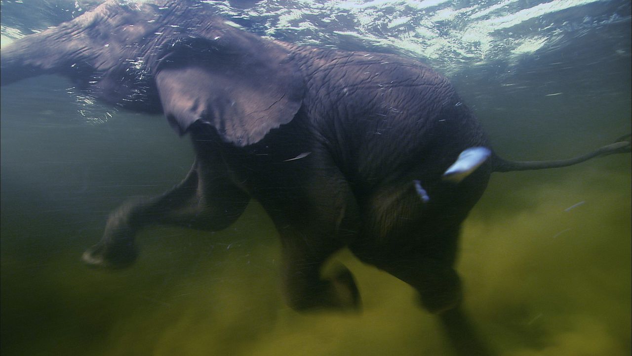 Nach wochenlangen Strapazen hat die Elefantenherde endlich nahrungs- und wasserreiche Gebiete erreicht ... - Bildquelle: Earth   BBC Worldwide Ltd 2007