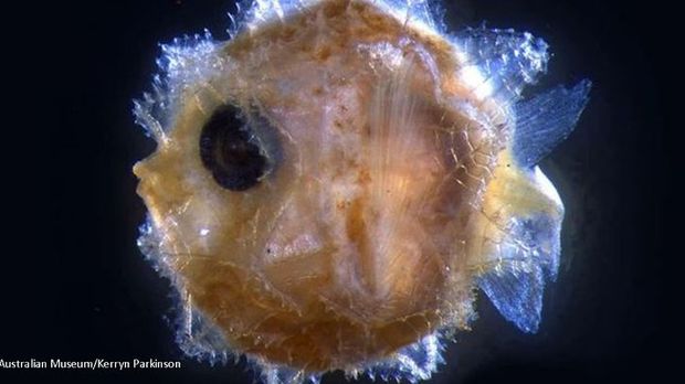 Sensation Zum ersten Mal wurde eine Larve des Mondfisches entdeckt
