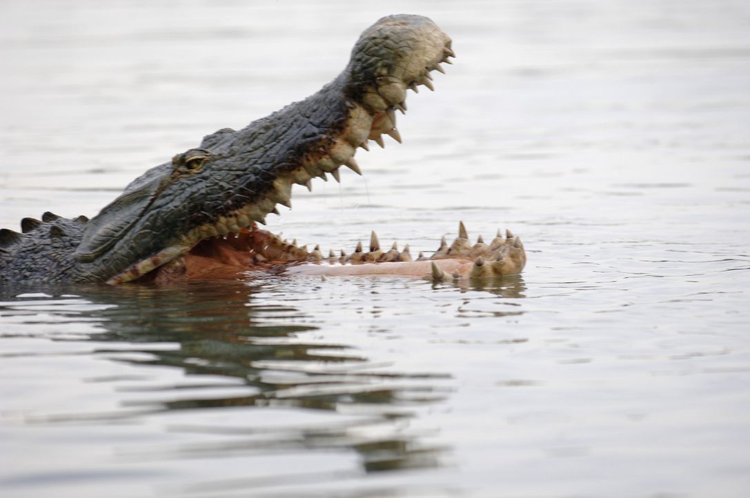 Das Krokodil hat alle zum Fressen gern ... - Bildquelle: Laurent Trümper ProSieben