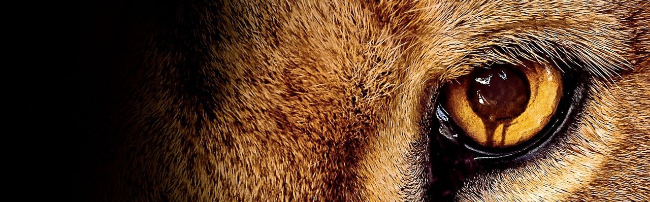 (1. Staffel) - ZOO - Artwork - Bildquelle: 2015 CBS Broadcasting Inc. All Rights Reserved.