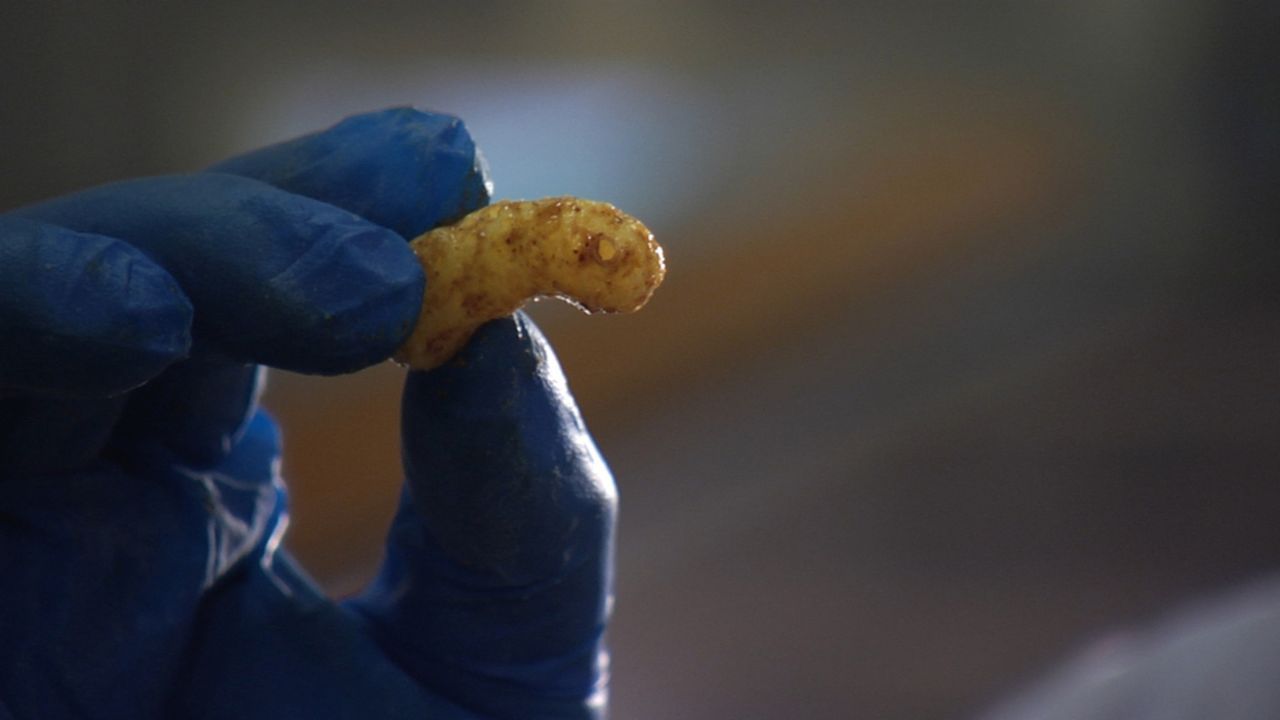 "Galileo" geht Lebensmittelmythen auf den Grund und zeigt, wie Erdnussflips hergestellt werden ... - Bildquelle: ProSieben