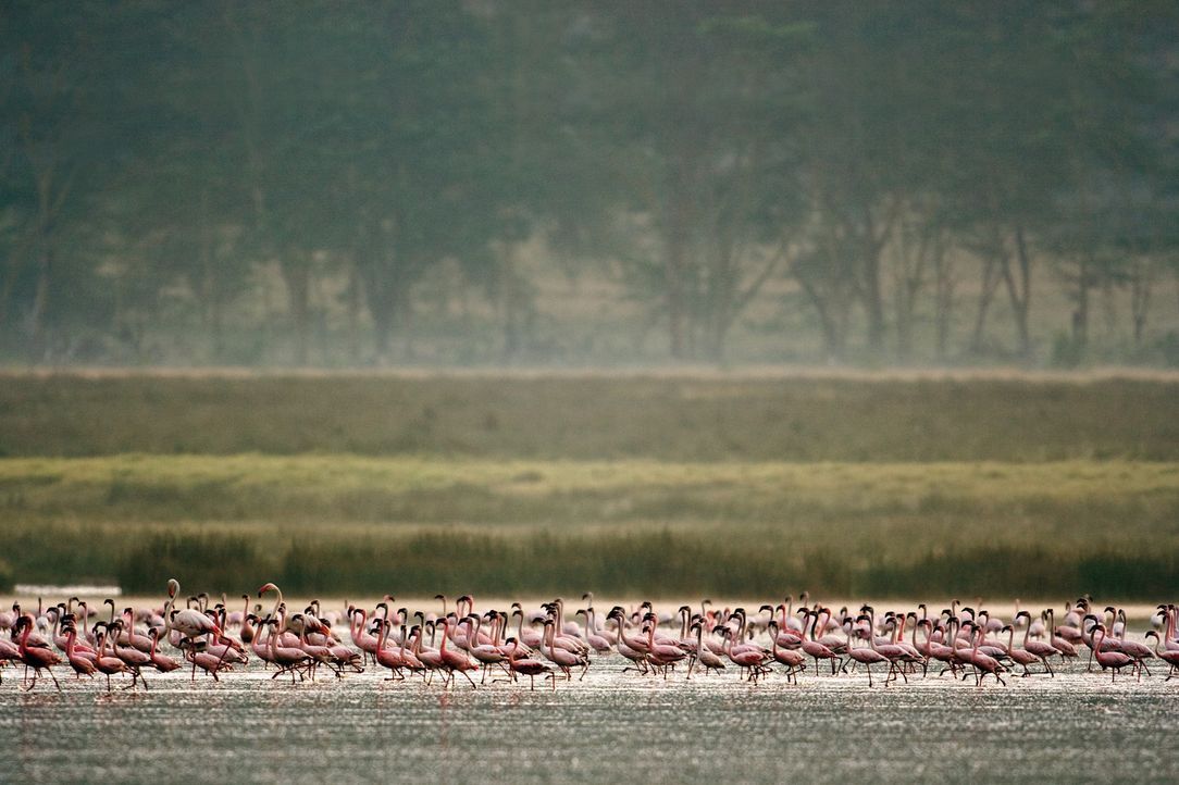 Im Norden Tansanias, am Lake Natron, leben sie, die purpurnen Flamingos, die man meist nur aus Zoos kennt. Ein Filmteam begleitet Millionen von ihne... - Bildquelle: Disney Enterprises, Inc.  All rights reserved.