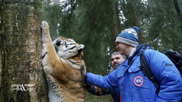 Galileo - Galileo - Galileo Plus: Leben Mit 7 Raubkatzen & Fuchs Und Reh Als Haustier