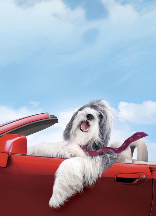 Durch einen Hundebiss verwandelt sich der Staranwalt Dave zeitweise in den Hund Shaggy und lernt aus diesem Blickwinkel nicht nur seine Familie rich... - Bildquelle: Disney Enterprises, Inc. All rights reserved