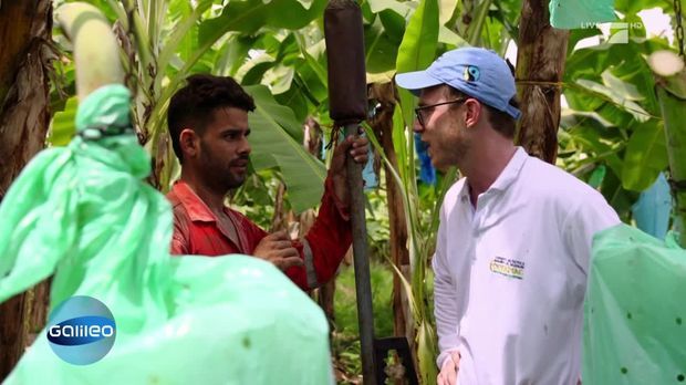 Galileo - Video - Bananen pflücken: So hart ist der Job! - ProSieben