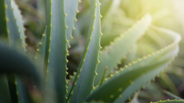 Feuchtigkeit trifft Pflege – die Aloe Vera ist ein wahrer Alleskönner. Sie be...