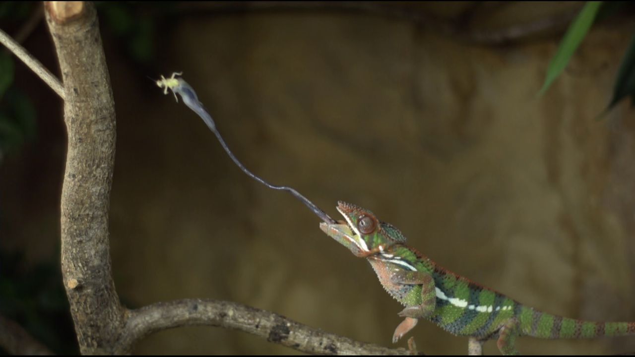 Tierphänomene in Slow Motion: ein Chamäleon auf Beutefang ... - Bildquelle: ProSieben