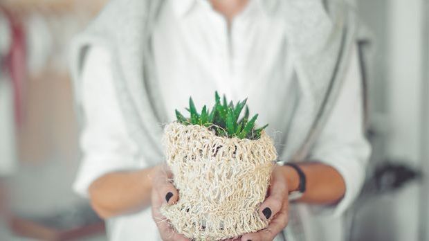 DIY-Haarspülung mit Aloe Vera