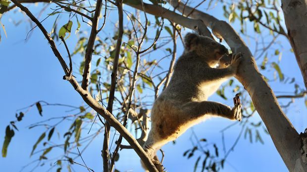 Australien schockiert mit Umweltbericht: "Katastrophale Verluste"