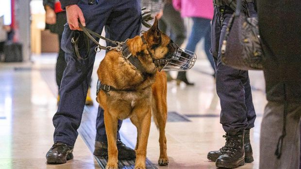 Hunde können Corona-Infizierte erschnüffeln