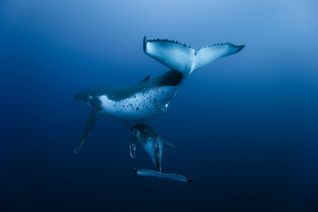Die tonnenschweren Walfische bewegen sich trotz ihrer Größe unglaublich grazil im Wasser. Das Junge weicht nicht von der Seite seiner Mutter ... - Bildquelle: Roberto Rinaldi Universum Film