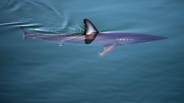 Weitere Frau bei Hai-Attacke getötet
