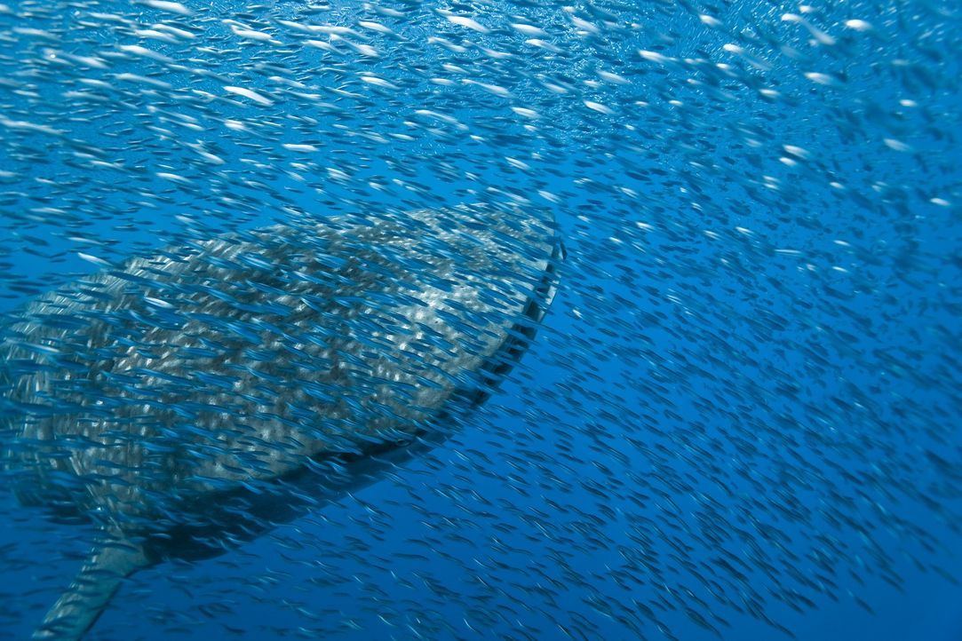 Die Dokumentation "Unsere Ozeane" macht die Unterwasserwelt aus einer Perspektive erlebbar, die bislang unzugänglich war und öffnet den Blick für di... - Bildquelle: Pascal Kobeh Universum Film