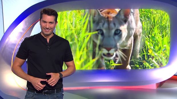Galileo - Galileo - Sonntag: Puma Als Haustier