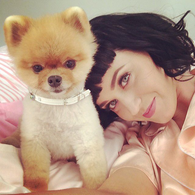 Katy-Perry-Hund-14-02-14-Instagram-Katy-Perry - Bildquelle: Instagram/Katy Perry