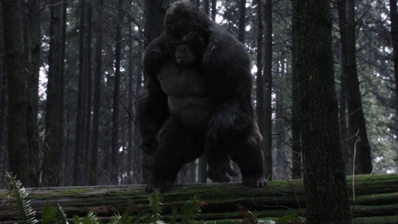 Als Harry von Grodd (David Sobolov) entführt wird, ahnen Flash und sein Team nicht, dass der Gorilla ihn aus einem ganz bestimmten Grund entführt ha... - Bildquelle: 2016 Warner Bros.