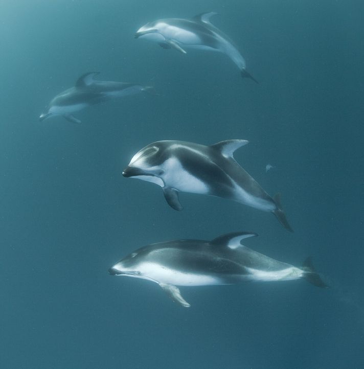 Wie Torpedos jagen die Delfine durch den Ozean ... - Bildquelle: Richard Herrmann Universum Film