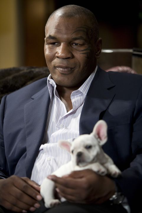 Wenn es um seinen Tiger geht, versteht Mike Tyson keinen Spaß ... - Bildquelle: Warner Brothers