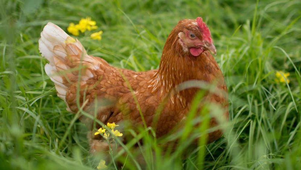 Kommt ein Huhn zum Friseur...