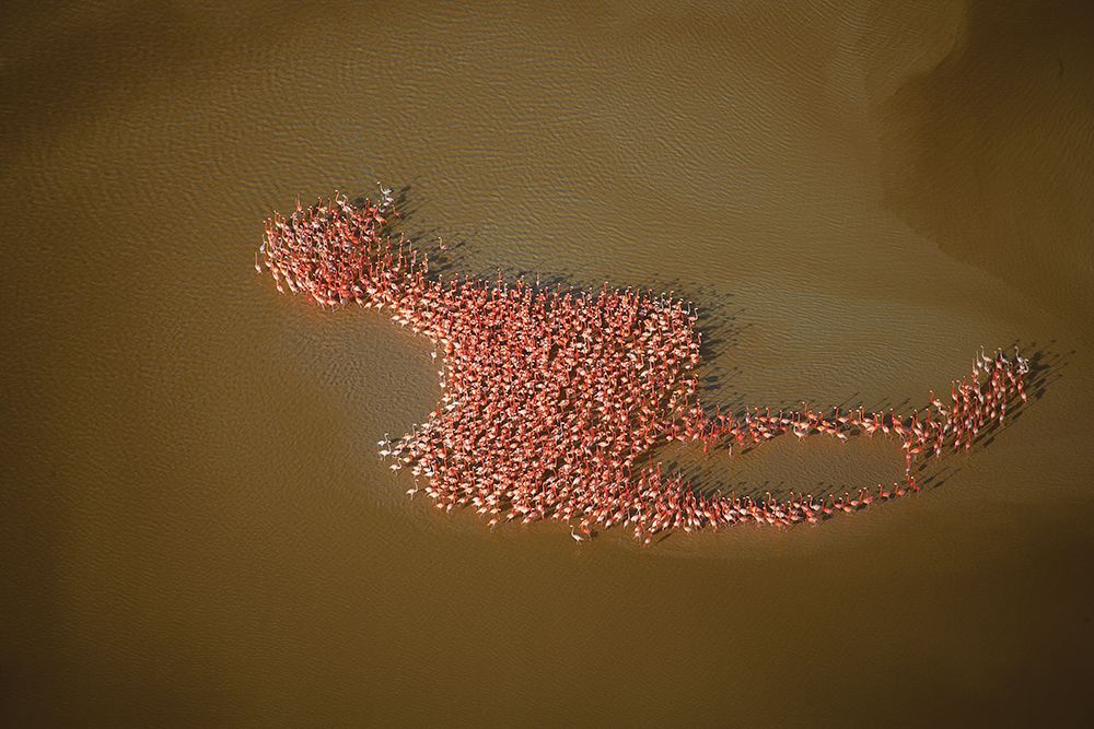 Flamingos - Bildquelle: Gettyimages