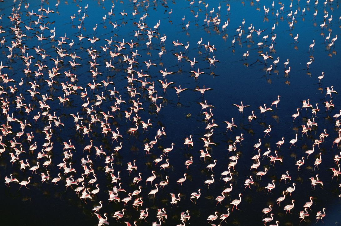 Jedes Jahr aufs Neue kommen Flamingos in Scharen zum Natronsee in Tansania, um sich zu paaren und ihre Jungen großzuziehen ... - Bildquelle: Disney Enterprises, Inc.  All rights reserved.