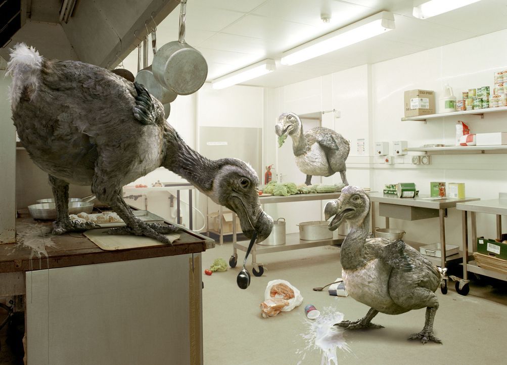 Tom und Duncan stoßen in einer Restaurantküche auf eine neue Anomalie des Raphus Cucullatus ... - Bildquelle: ITV Plc