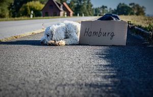 Hund-Hamburg
