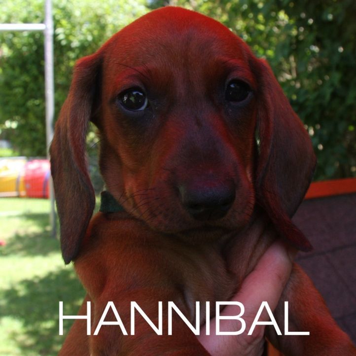 hannibal