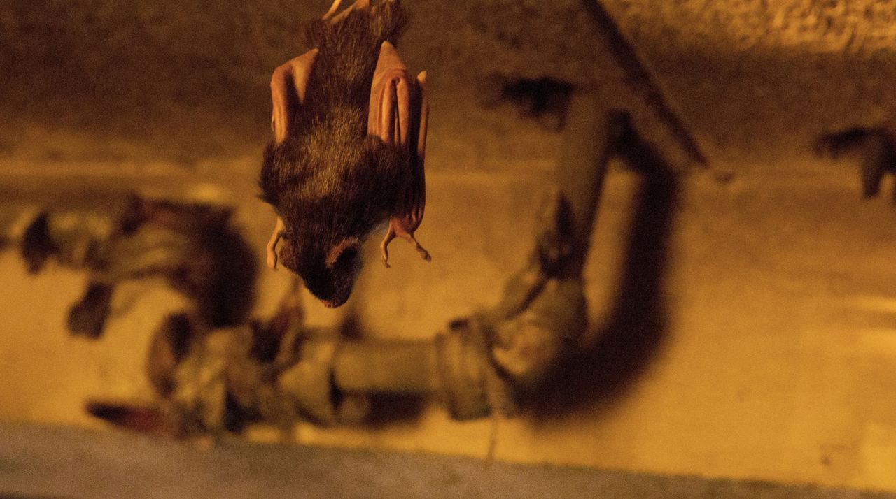 Nur weil sie kleiner sind, sollte man Fledermäuse nicht unterschätzen. Das müssen Jamie und Co. in Brasilien schmerzlich feststellen ... - Bildquelle: Steve Dietl 2015 CBS Broadcasting Inc. All Rights Reserved.
