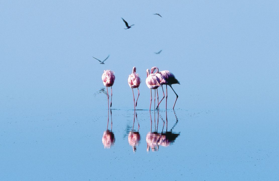 Am Ufer des entlegenen Natronsees im Norden Tansanias lebt eine gigantische Kolonie von über 1,5 Millionen Flamingos. Inmitten dieser erbarmungslos... - Bildquelle: Disney Enterprises, Inc.  All rights reserved.