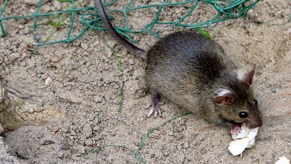 Ratten im Rohr
