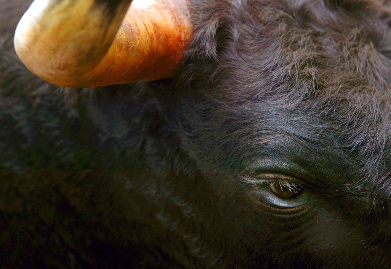 Hinterherlaufen sollte mann man stier einem Wenn er