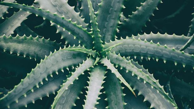 Die Aloe Vera gilt als reichhaltiger Feuchtigkeitsspender für deine Haut – be...