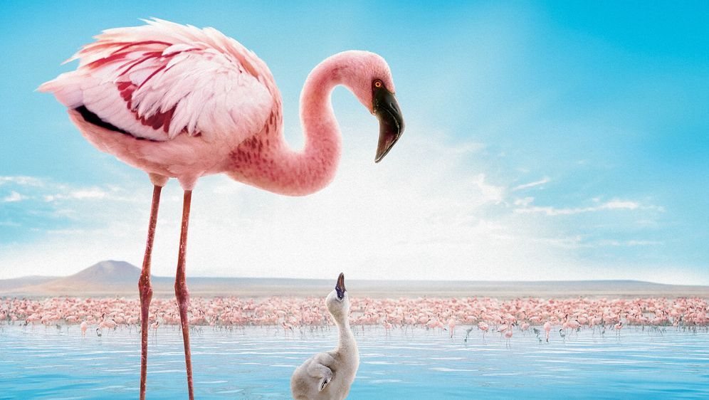 Das Geheimnis der Flamingos - Bildquelle: Disney Enterprises, Inc.  All rights reserved.