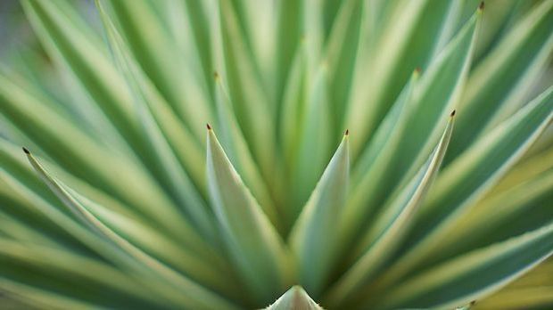 Wunderpflanze: Aloe Vera