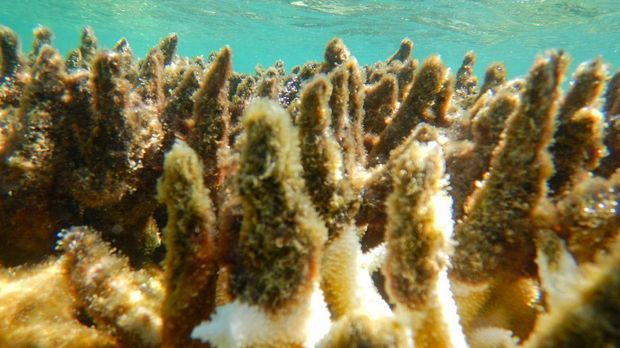 Great Barrier Reef bleicht aus - 91 Prozent der Korallen von Hitzewelle betroffen