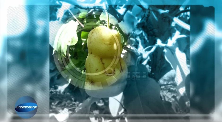 Galileo Video Bildgeschichte Buddhabirne Prosieben